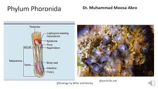 Phylum Phoronida [upl. by Nosle]