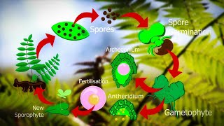 Life Cycle Of Fern Plants  Pteridophyte life cycle 🌿 [upl. by Alraep]