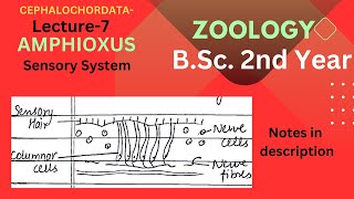 SENSORY SYSTEM OF AMPHIOXUS  BSc Zoology 2nd year  Notes pdf in Description [upl. by Euqinimod]