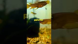 Check out these Gold Panchax Fish 🐠✨ [upl. by Benito423]