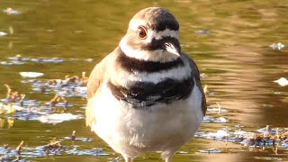 Killdeer bird call  sounds and running [upl. by Nivrac]