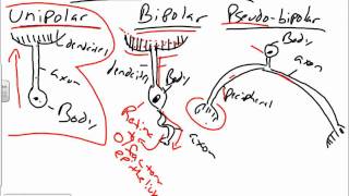 Histology of Nervous Tissuewmv [upl. by Arabeila]