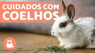 COMO CUIDAR DE UM COELHO o guia completo 🐰 [upl. by Hampton]