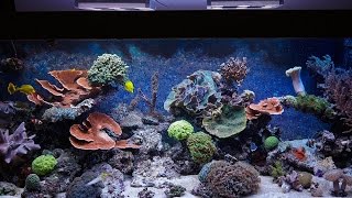 1000 Liter Riffaquarium mit GHL ProfiLux 3 [upl. by Rudyard]