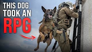 Dogs of War K9 Operator Saves His Dog [upl. by Hoes]