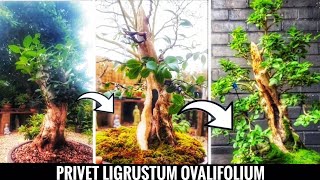 Privet Hedge for Bonsai  A Bonsai Journey [upl. by Heigho]