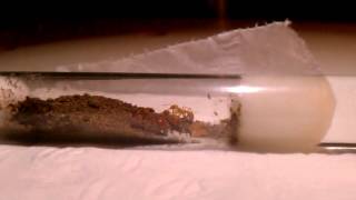 One of my Pogonomyrmex californicus queens and her newly eclosed boost brood [upl. by Meunier914]