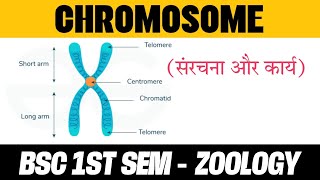 Chromosome Structure and Function Notes in Hindi  BSC 1 SEMESTER  ZOOLOGY [upl. by Alisander]