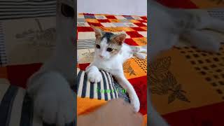 FUNNY CAT funny billi catfunny animals Cat lover funnycatvideosanim [upl. by Yvonne890]