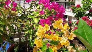 How to Prepare Bougainvillea Plant for Summer Flowering  Prepare your Bougainvillea in Spring [upl. by Schreiber]