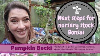 Making Bonsai from nursery stock  Ilex Crenata part 2 [upl. by Brest]