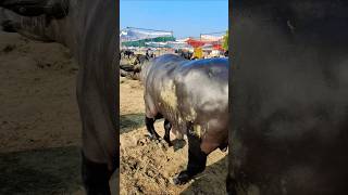 Murrah Bull 🐂🐂🐂 cow bannibuffalo murrabuffalo animals [upl. by Minetta]