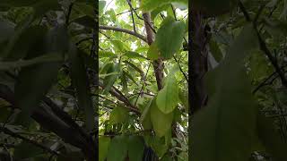 Guava plant Psidium guajava [upl. by Ayikin]