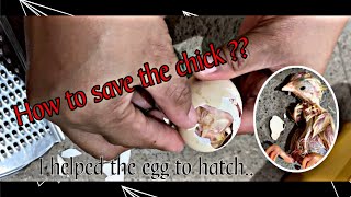 HOW TO HELP UNHATCHED EGG [upl. by Anneiv349]