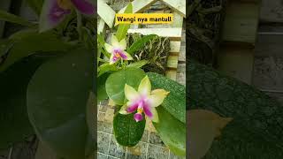 Berbagai anggrek phalaenopsis mekar dan harum sekalianggrek orchid flowers 082147139446 [upl. by Akined]