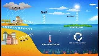 Harmful Algal Blooms HAB [upl. by Annis]