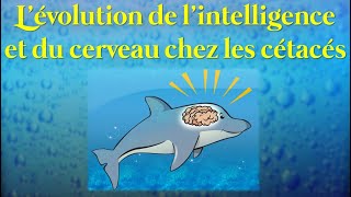 Lévolution du cerveau et de lintelligence chez les cétacés [upl. by Adnertal324]