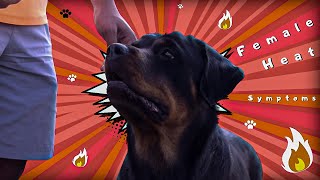 How to Check Female Dog in Heat  Chatty Rotty IN TAMIL [upl. by Assirral]