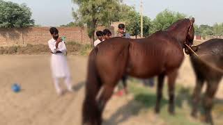 Horse meets other horse in village [upl. by Bili861]