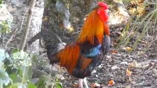 Rooster nonstop crowing in the morning let you hear enough for a time [upl. by Kris844]