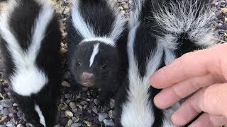 Will a wild baby skunk spray me if I pick it up [upl. by Vareck]