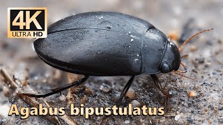 Agabus bipustulatus [upl. by Akeylah156]