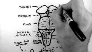 Anterolateral System ALS Pathway [upl. by Killie612]