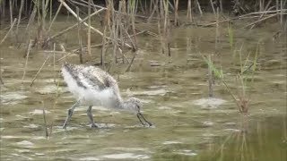 Pied Avocet Chicks [upl. by Griz]