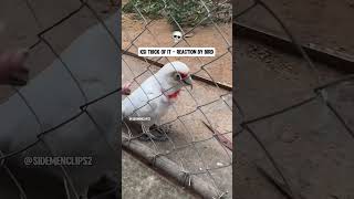 Bird reacts to KSI’s new song  thick of it ksi shorts [upl. by Atiuqrahs864]