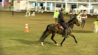 Éssico do Conforto Campeão Nacional de Marcha Cavalo Jovem [upl. by Pren]