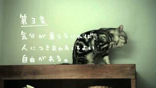 猫CM AIXIA 猫の王国あいする、しあわせ。憲法第３条 [upl. by Godard]