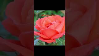 06Dec24 rose flower garden love peace beautiful 🌹🥀🏡💚🪴🎋 Natkhat Noor ♥️🩷 youtubeshorts 📲 [upl. by Robbins561]