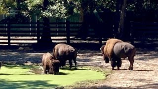 Bison at Cape May County Park amp Zoo NJ [upl. by Fabrienne]