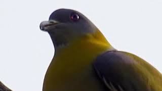 Green Pigeon  A Bird With Unrivalled Voice [upl. by Anuaek]