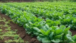 Amaranthus viridis  Bayam Raja [upl. by Lasko]