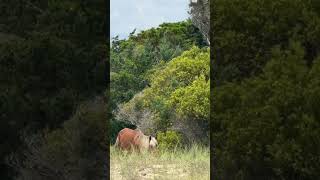 Wild horse on Shackleford island [upl. by Deland]