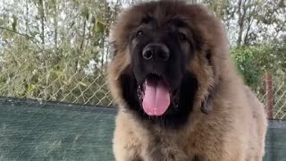 Champion Caucasian shepherd Pup⚡ [upl. by Diannne]