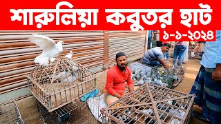 শারুলিয়া কবুতর হাট  kobutor hat 2024  pigeon market in bangladesh  Saroliya kobutor hat [upl. by Inohtna]