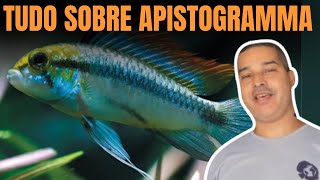 APRENDA TUDO SOBRE APISTOGRAMMA TRIFASCIATA  PH ALIMENTAÇÃO COMO CUIDAR E MUITO MAIS [upl. by Onitnevuj]