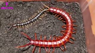 Eating centipedes to replenish centipedes 🦐🍽️ [upl. by Euv509]