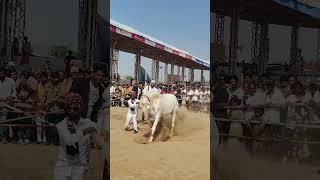 Pushkar fair 2024 youtubeshorts horselover horse youtube [upl. by Chris]