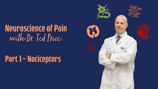 Neuroscience of Pain Part 1  Nociceptors [upl. by Aihsekan741]