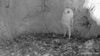 Barn Owl Baby Just Heard Thunder for the First Time  Discover Wildlife  Robert E Fuller [upl. by Snook]