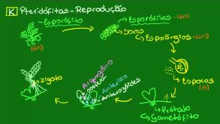 Reprodução das Pteridófitas  Fecundação e desenvolvimento do esporófito [upl. by Aufmann]