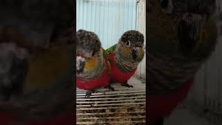 Crimson bellied conure 🐦🕊️ birds like share subscribe parrot [upl. by Wyn624]