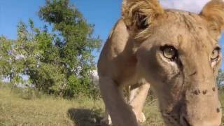 Lions meet GoPro buggy [upl. by Desta]