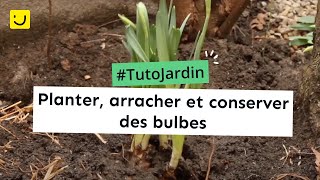 Tuto Jardin Planter arracher et conserver des bulbes [upl. by Ssenav620]