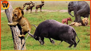 30 Most Amazing Moments Of Wild Animal Fight  Wild Discovery Animal [upl. by Aisyle]