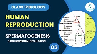 Spermatogenesis  Gametogenesis  Hormonal Regulation  Human Reproduction  Class 12 Biology [upl. by Hurst]