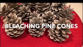 How to bleach pine cones  DIY Bleached Pine cones  Mombie Jaylee [upl. by Nyleimaj]